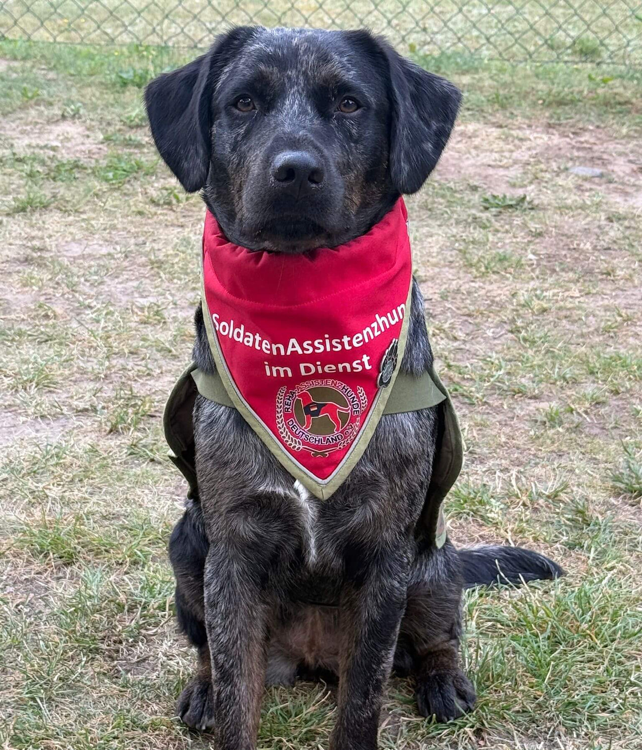 Assistenzhund im Dienst mit Kennhalstuch