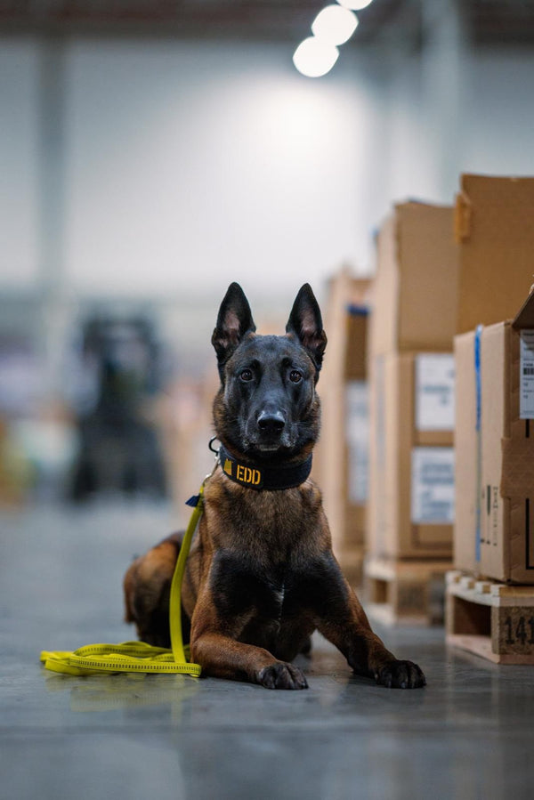 Malinois mit EDD-Patch am Halsband und gelber Leine liegt in einer Lagerhalle zwischen Paletten