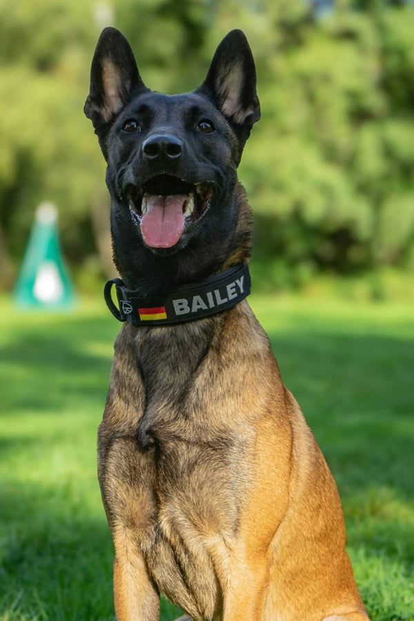 Malinois Bailey sitzt auf der Wiese, mit schwarzem Halsband, Deutschlandflagge und Namenspatch