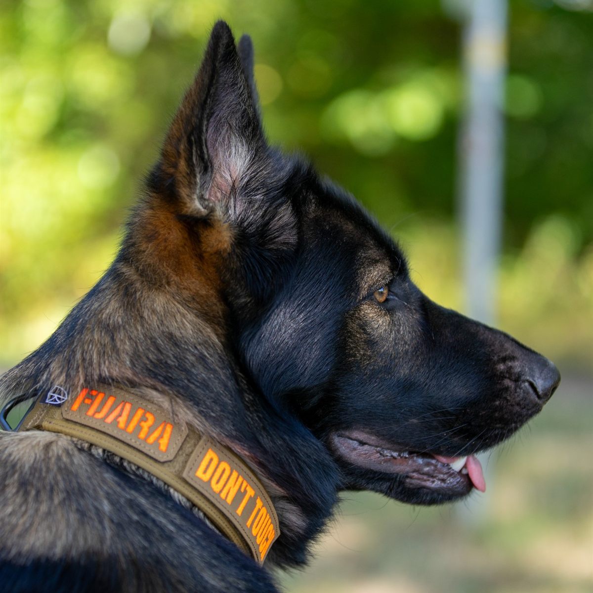 Schäferhund im Profil mit Halsband in Coyote Brown und den Patches „FJARA“ und „DON'T TOUCH“